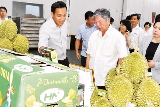 Lãnh đạo tỉnh Đồng Tháp thăm doanh nghiệp và tháo gỡ khó khăn trong xuất khẩu sầu riêng trên địa bàn.