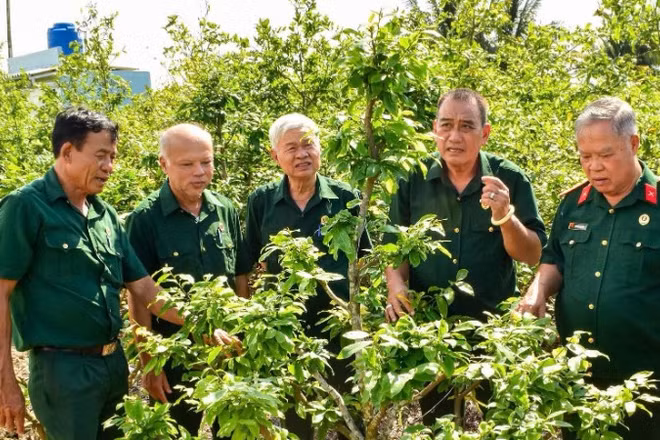 Chủ tịch Hội Cựu chiến binh tỉnh Tây Ninh Nguyễn Văn Kìa (bìa phải) cùng các hội viên tham quan mô hình trồng mai vàng của hội viên trên địa bàn tỉnh.