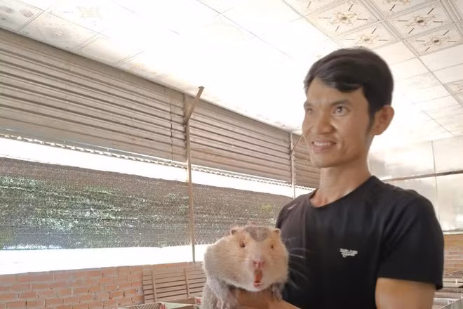 Từ nguồn vốn tín dụng chính sách, Nguyễn Trung Thành đã phát triển chăn nuôi đem lại thu nhập ổn định cho gia đình
