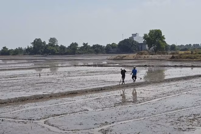 Nông dân An Giang dọn đồng xuống giống mùa vụ mới
