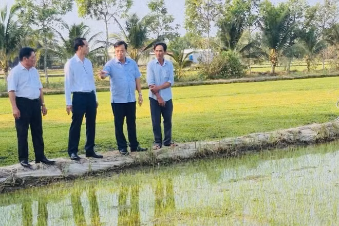 Đồng chí Bí thư Đảng ủy xã Vĩnh Thanh Ngô Nguyên Phong (bìa trái) cùng lãnh đạo Tỉnh ủy Cà Mau thăm mô hình trồng rau má của xã.