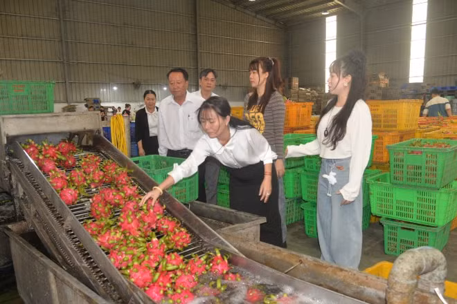 Lãnh đạo xã Mỹ Tịnh An, tỉnh Đồng Tháp đến thăm một cơ sở thu mua thanh long trên địa bàn.