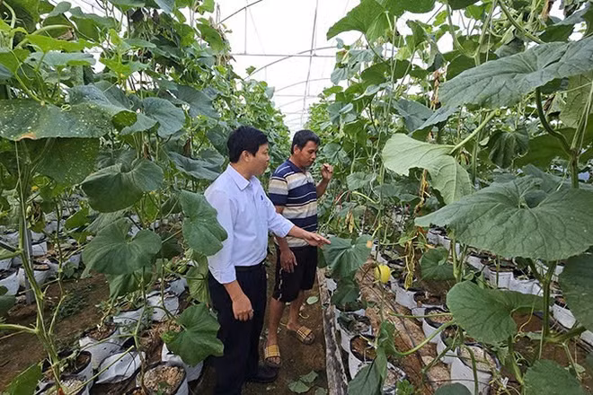 Hành trình biến Ia Phí thành thủ phủ dưa lưới tại Gia Lai