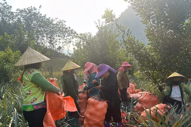 Được hỗ trợ học nghề chăm sóc cây trồng, nông dân xã Pú Nhung tỉnh Điện Biên đã trồng thành công hơn 300ha dứa cho hiệu quả kinh tế cao.