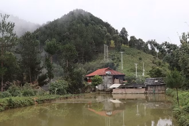 Khu nuôi cá rộng 5.000 m2 và xung quanh được trồng rừng thông của gia đình ông Lường Văn Hợp.