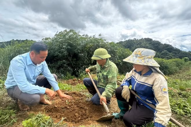 Cán bộ Phòng Kinh tế xã Tìa Dình hướng dẫn nông dân bản Háng Lìa B chăm sóc cây cà-phê.