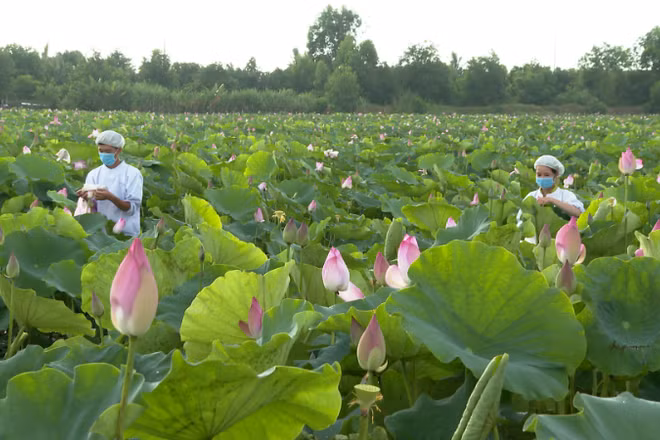 Cây sen ở xã Đốc Binh Kiều, tỉnh Đồng Tháp được trồng góp phần phát triển kinh tế nông nghiệp, tăng thu nhập, ổn định cuộc sống người dân.