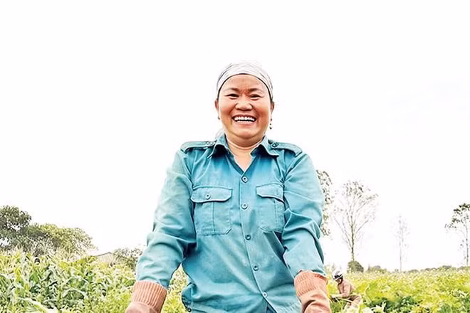 Nông dân xã Cửa Tùng thu hoạch môn tây.