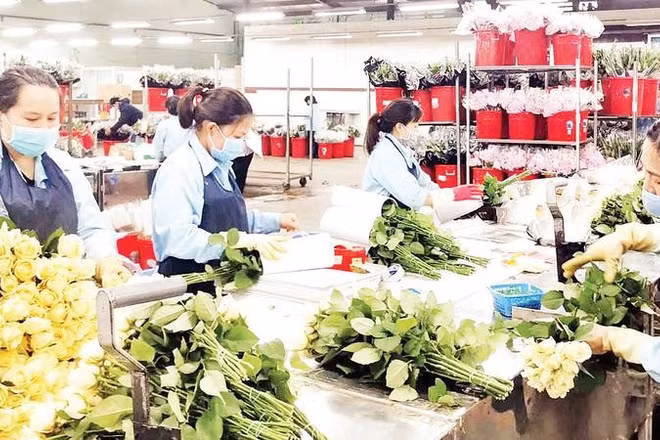 Trung tâm giao dịch hoa Đà Lạt sẽ được xây dựng từ nguồn vốn vay ODA và nguồn đối ứng địa phương (Ảnh MAI VĂN BẢO)