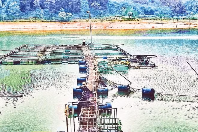 Cơ sở nuôi cá của bà Trần Thị Tình tại hồ Đoàn Ủy, xã Đại Từ mỗi năm cung cấp hàng tấn cá cho thị trường.