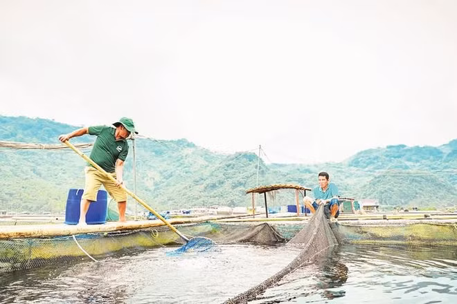 Mô hình nuôi cá lồng trên lòng hồ sông Đà giúp nhiều hộ gia đình phát triển kinh tế bền vững.