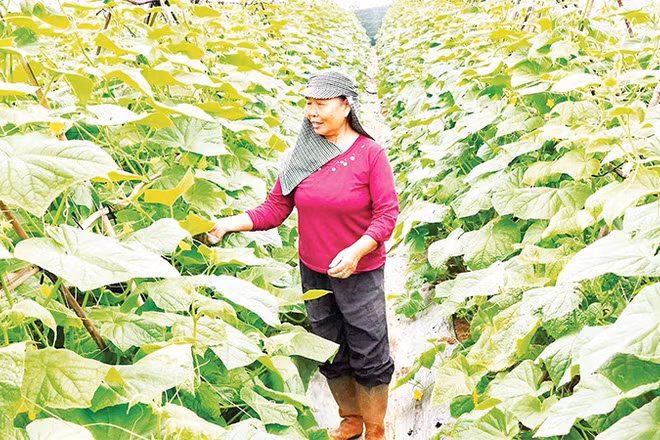  Nông dân xã Nam Minh, tỉnh Ninh Bình chăm sóc cây vụ đông.