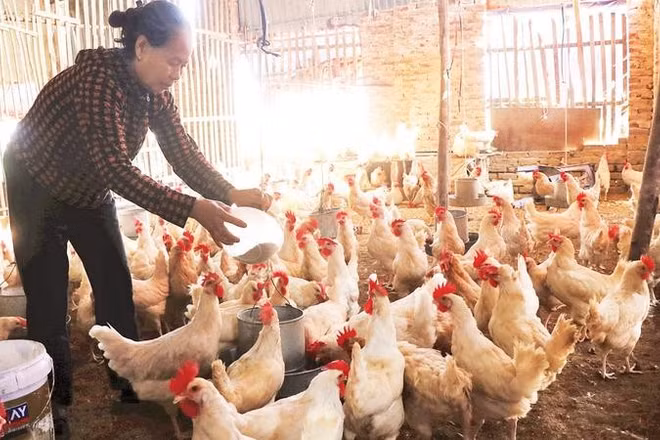 Người dân Tam Giang chăm sóc đàn gà đẻ trứng, chuẩn bị đón Tết.