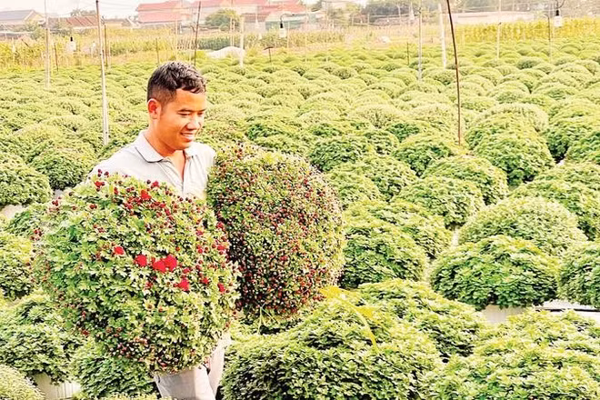 Những chậu cúc mâm xôi đang được người trồng hoa, cây cảnh Ninh Bình chăm sóc kỹ lưỡng.