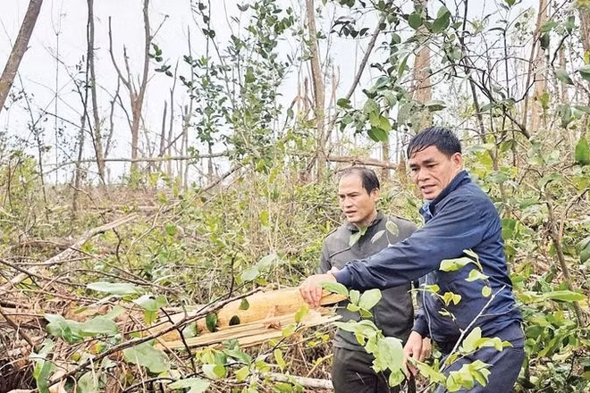 Lãnh đạo Ban Quản lý rừng phòng hộ Sông Cầu kiểm tra diện tích rừng bị đổ ngã do cơn bão số 13 gây ra, đến nay vẫn chưa xử lý được.