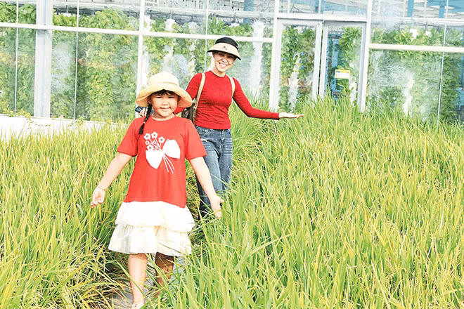 Du khách tham quan khu trồng lúa trên cao của Nông trại Suối Gạo.