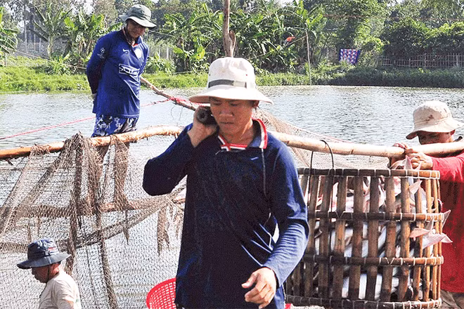 Thu hoạch cá tra ở Hợp tác xã Thới An, thành phố Cần Thơ.