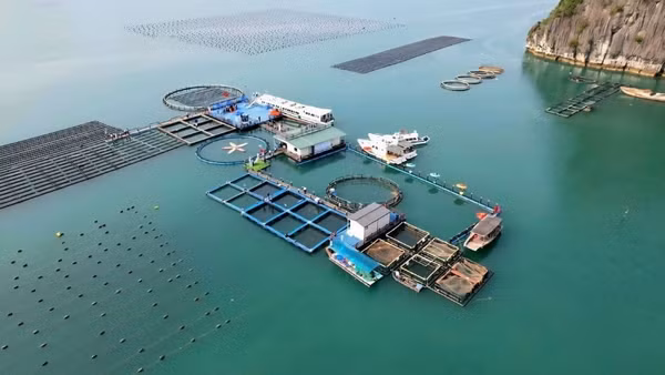 Trang trại nuôi biển công nghệ cao tại Vân Đồn, tỉnh Quảng Ninh của STP Group. (Ảnh: NGUYỄN THÀNH)