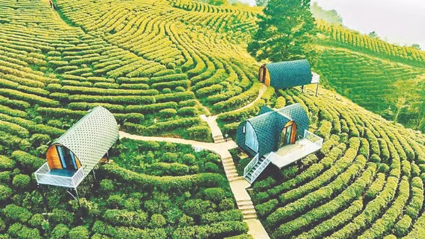 Đồi chè trong khu du lịch sinh thái Kolia, xã Thành Công, tỉnh Cao Bằng.