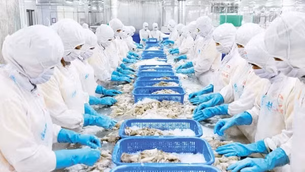 Chế biến thủy sản xuất khẩu tại Nhà máy của Công ty cổ phần chế biến thủy sản xuất, nhập khẩu Kiên Cường, tỉnh An Giang. (Ảnh PHÚ CƯỜNG) 
