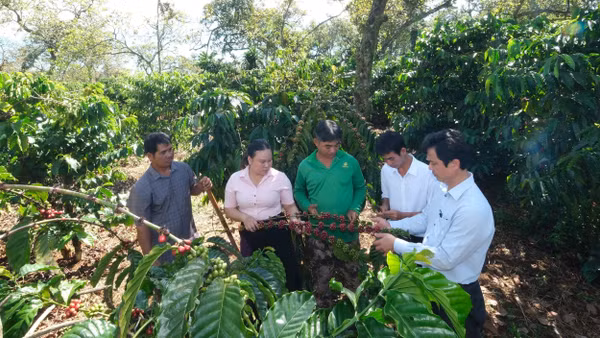 Lãnh đạo xã Đak Nhau thăm vườn cà-phê xen dưới tán điều của đảng viên Điểu Tân, thôn Đak La.
