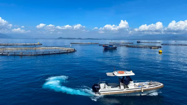 Khu vực nuôi cá chẽm công nghệ cao ở vùng nước sâu của Công ty trách nhiệm hữu hạn Thủy sản Australis Việt Nam trên vịnh Vân Phong, tỉnh Khánh Hòa. (Ảnh: QUỐC VIỆT-LÊ QUÂN)