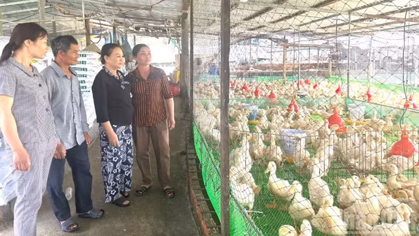 Các hộ chăn nuôi gia cầm cần thực hiện các biện pháp chăn nuôi theo hướng an toàn sinh học.