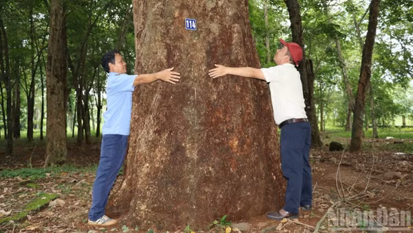 Cây cao-su 120 năm tuổi trong vườn cao-su bảo tồn tại Đồng Nai.