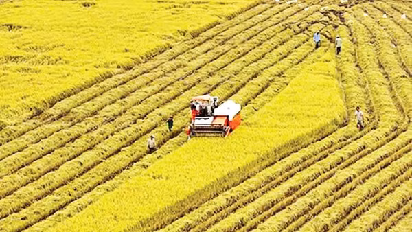 Thu hoạch lúa thơm đặc sản trên cánh đồng xã Liêu Tú.