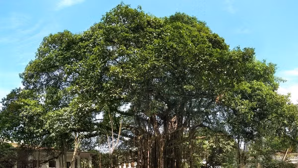 Gốc đa của Báo Nhân Dân sẽ trở thành sân khấu của chuỗi hoạt động văn hóa nghệ thuật "Tán Đa". (Ảnh: BÁO NHÂN DÂN)