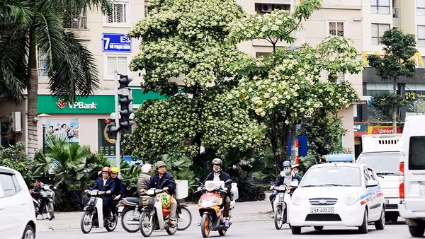 Cây hoa sữa trên một tuyến phố. Ảnh: NAM HẢI
