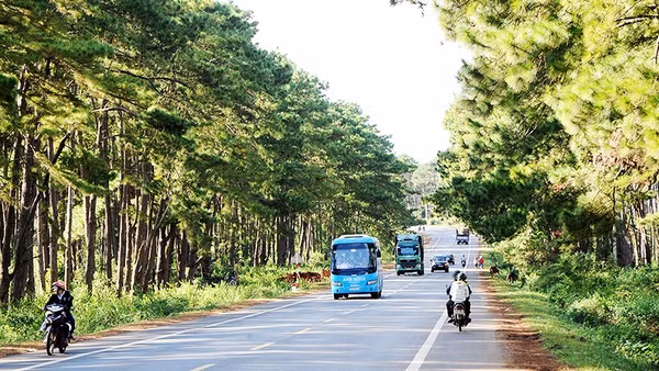Những cánh rừng ở Tây Nguyên. Ảnh: NGUYỆT ANH