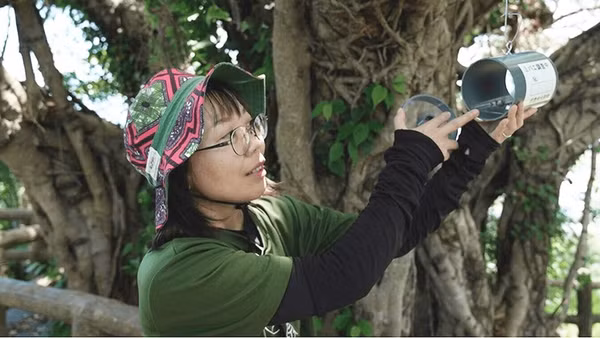 Chuyên gia Kusumoto Misaki thu thập thông tin từ bẫy ruồi. Ảnh: NHK