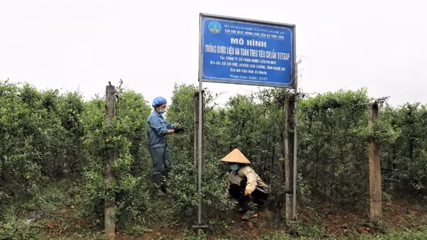 Phát triển trồng dược liệu tại vùng đệm Vườn quốc gia Pù Mát, Nghệ An.