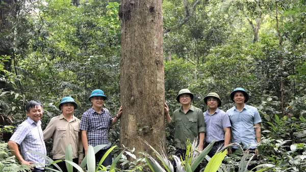 Khu Dự trữ sinh quyển miền tây Nghệ An có hơn 780 nghìn ha rừng tự nhiên. (Ảnh: CTV)
