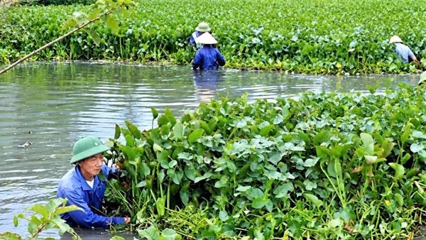 Do một số khu vực nước sâu, địa hình phức tạp, máy móc không thể tiếp cận nên người dân chủ yếu sử dụng phương pháp thủ công. (Ảnh: CTV)