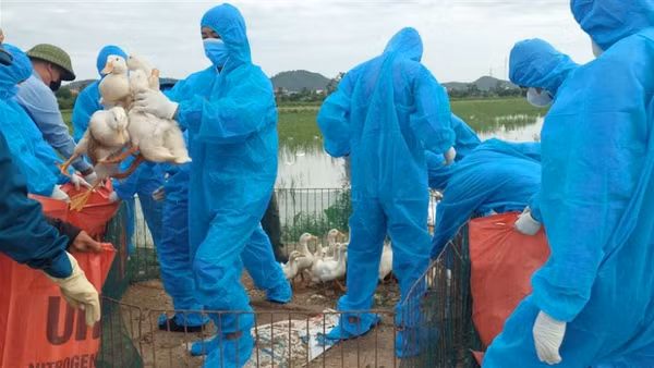  Xã Hùng Châu đã tiêu hủy hơn 18 nghìn con gia cầm mắc cúm gia cầm H5N1. (Ảnh: HC)