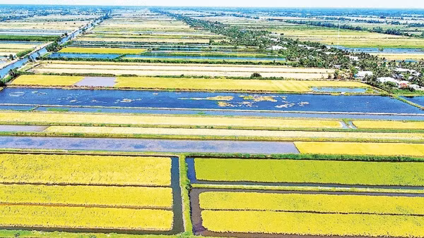 Cánh đồng lúa-tôm được giới chuyên gia đánh giá là mô hình canh tác sinh thái đặc thù tại đồng đất Cà Mau, cho ra những sản phẩm gạo hữu cơ đạt nhiều chứng nhận quốc tế và thân thiện với môi trường.