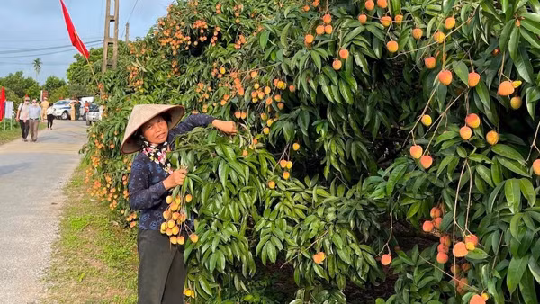 Vùng trồng vải thiều ở xã Thanh Hà, Hải Phòng.