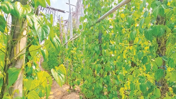 Lá trầu giúp nông dân có thu nhập ổn định.