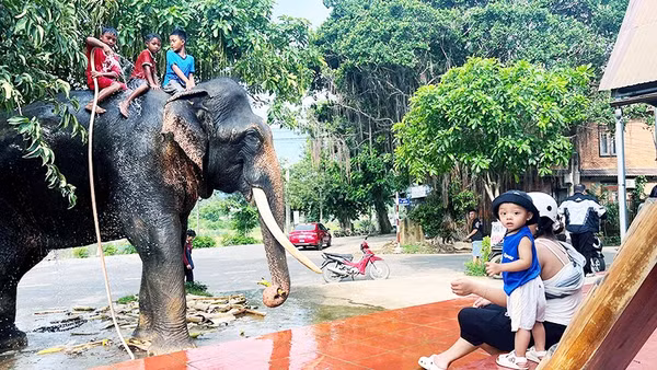 Các em nhỏ dùng vòi tắm nước lá thuốc cho voi Y Khămsen tại nhà anh Y Vinh. Ảnh: Y VINH