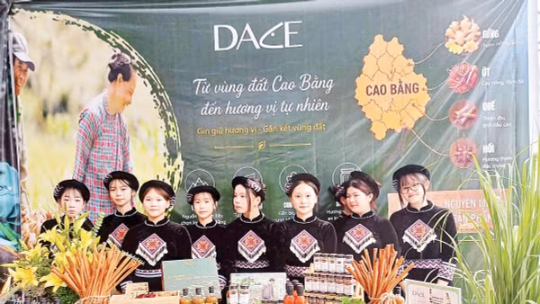 Ớt, gừng, nghệ, sả, quế, hồi là những cây gia vị chủ lực của vùng nguyên liệu.