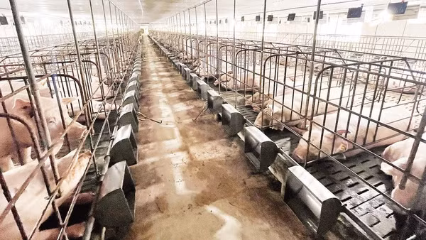 Lai Châu hướng chuyển đổi phương thức chăn nuôi nhỏ lẻ sang quy mô tập trung. Trong ảnh: Trang trại nuôi lợn tại bản Liên Hợp, xã Pắc Ta.