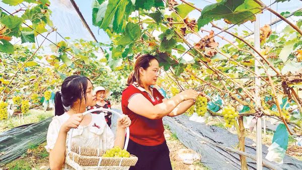 Nông dân xã Tiên Tiến, tỉnh Hưng Yên chuyển sang trồng nho cho thu nhập cao.