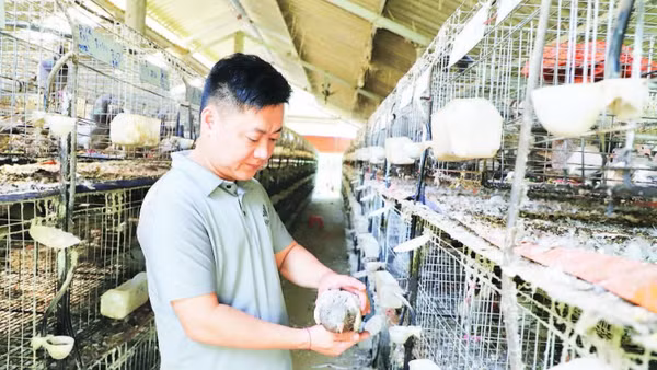 Anh Hứa Văn Bắc, thôn Tân Lâm, xã Bắc Quang làm giàu từ mô hình nuôi chim bồ câu Pháp.