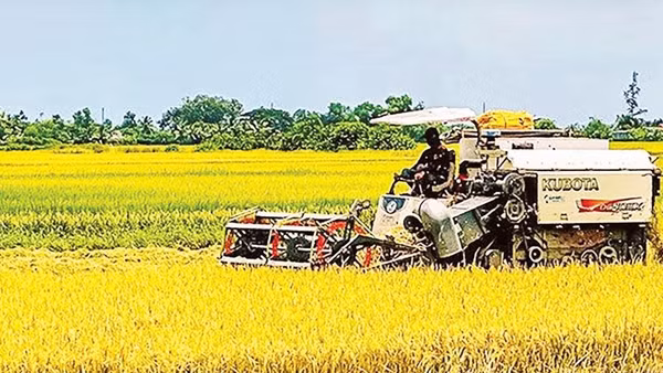Xã Ninh Thạnh Lợi có nhiều tỷ phú từ mô hình lúa-tôm.