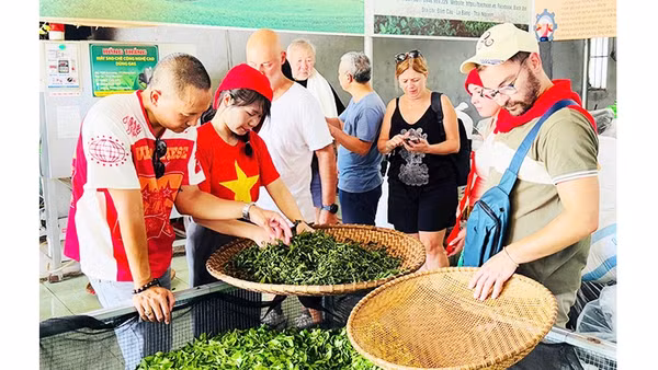 Chị Mai (thứ hai từ trái sang) hướng dẫn du khách cách sao chè.