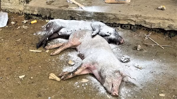 Dịch tả lợn châu Phi đang tái phát tại nhiều địa phương ở Nghệ An, gây thiệt hại cho người chăn nuôi. (Ảnh: CTV)