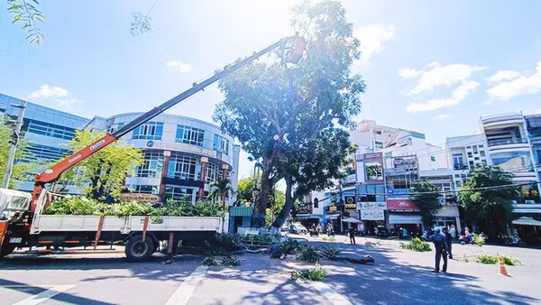 Cắt tỉa cành cây trước mùa mưa bão góp phần làm giảm nguy cơ cây gãy, đổ.