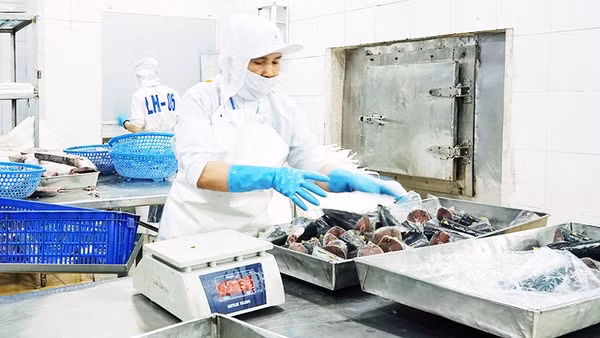 Cá ngừ đóng hộp và các sản phẩm đông lạnh tiêu chuẩn chịu nhiều áp lực cạnh tranh. Ảnh: NAM ANH